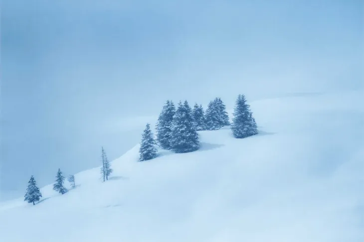 Fir tree in the snow