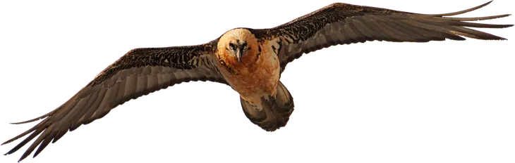 Gypaetus barbatus