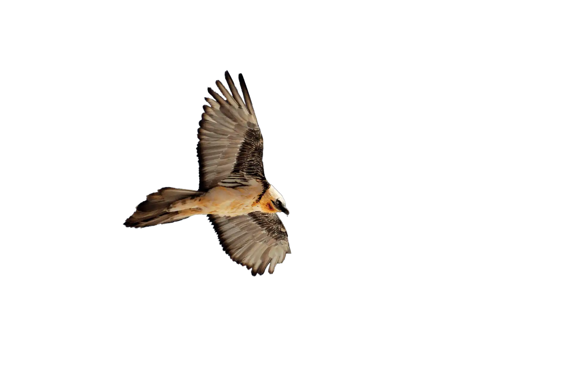Bearded vulture